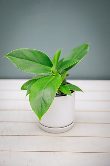 Philodendron Imperial Green