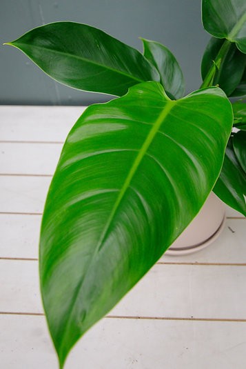 Philodendron Green Princess
