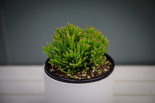 Dancing Bones Cactus - Hatiora salicornioides