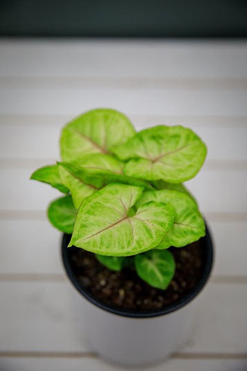 Syngonium "Golden Illusion"