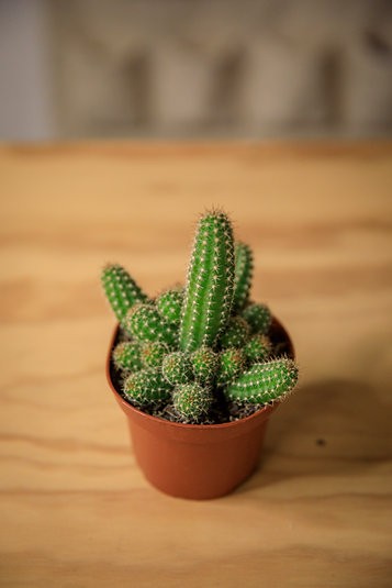 Peanut Cactus (Echinopsis chamaecereus)