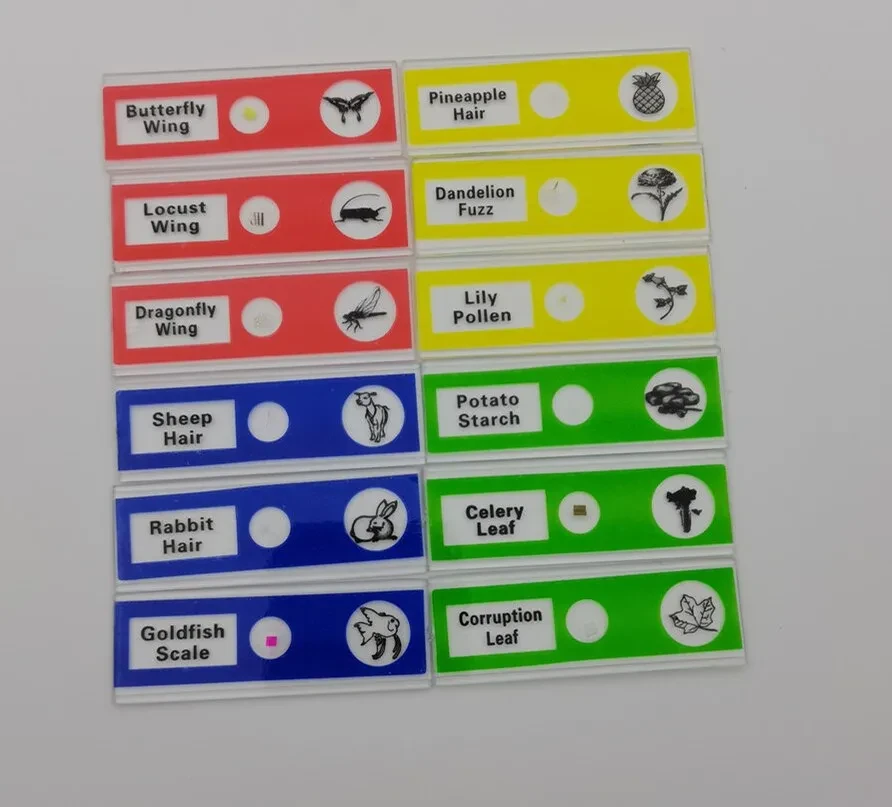 Plastic Microscope Slides, Children's Observation Section, Plant Rhizomes