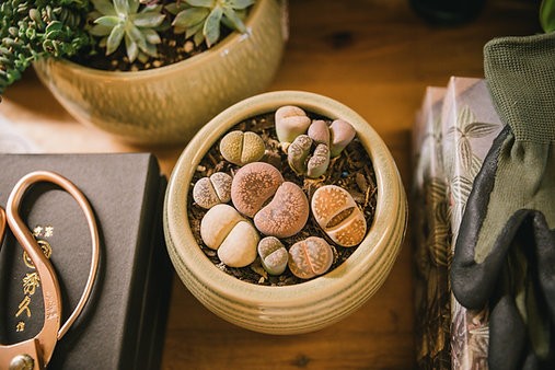 Lithop bundle