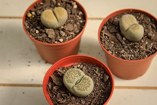 Lithop bundle