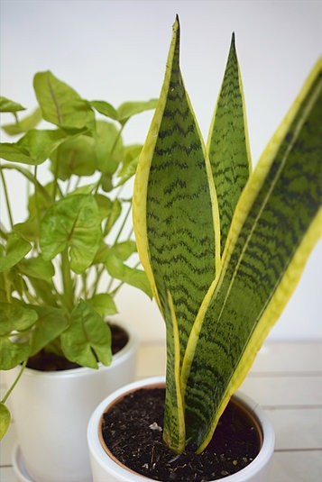 Hard-to-kill houseplant bundle
